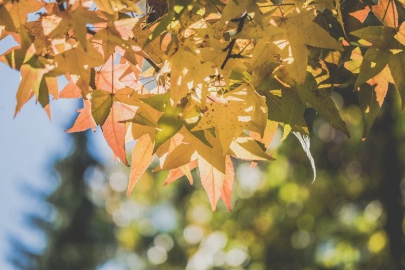 trees with leaves changing color for seasonal eCommerce